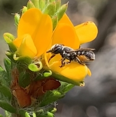 Megachile sp. (several subgenera) (Resin Bees) at Royal National Park, NSW - 12 Mar 2023 by JudeWright