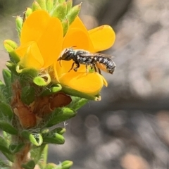 Megachile sp. (several subgenera) at Royal National Park, NSW - 12 Mar 2023 12:49 PM