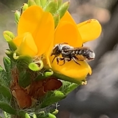 Megachile sp. (several subgenera) at Royal National Park, NSW - 12 Mar 2023 12:49 PM