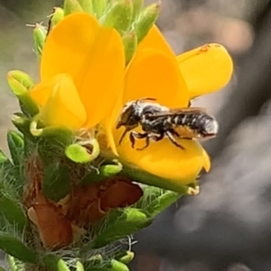 Megachile sp. (several subgenera) at Royal National Park, NSW - 12 Mar 2023 12:49 PM