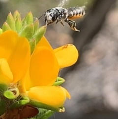 Megachile sp. (several subgenera) at Royal National Park, NSW - 12 Mar 2023 12:49 PM