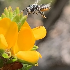 Megachile sp. (several subgenera) at Royal National Park, NSW - 12 Mar 2023