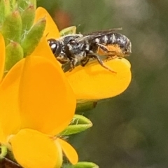 Megachile sp. (several subgenera) at Royal National Park, NSW - 12 Mar 2023 12:49 PM