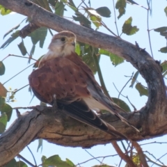 Falco cenchroides (Nankeen Kestrel) at Paddys River, ACT - 13 Mar 2023 by RodDeb