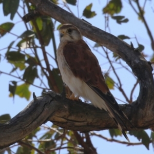 Falco cenchroides at Paddys River, ACT - 14 Mar 2023