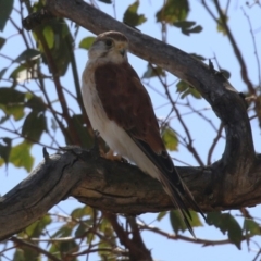 Falco cenchroides at Paddys River, ACT - 14 Mar 2023