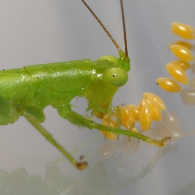 Unidentified Katydid (Tettigoniidae) by TimL