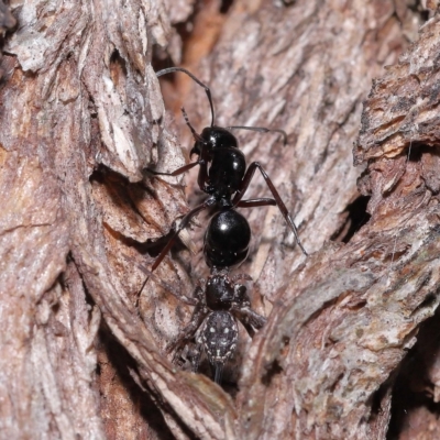 Tharpyna campestrata (Country Crab Spider) at Chandler, QLD - 12 Mar 2023 by TimL