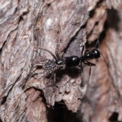 Tharpyna campestrata at Chandler, QLD - 12 Mar 2023 10:15 AM