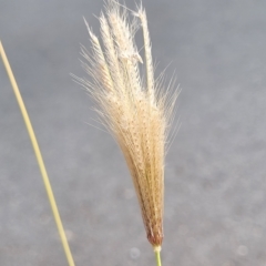 Chloris virgata (Feathertop Rhodes Grass) at Weetangera, ACT - 14 Mar 2023 by trevorpreston