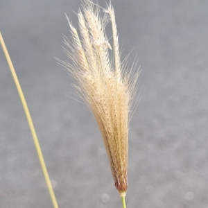 Chloris virgata at Weetangera, ACT - 14 Mar 2023