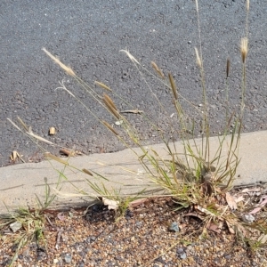 Chloris virgata at Weetangera, ACT - 14 Mar 2023