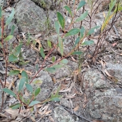 Acacia penninervis (Mountain Hickory) at Fadden, ACT - 14 Mar 2023 by LPadg