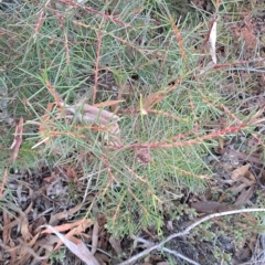 Hakea decurrens subsp. decurrens (Bushy Needlewood) at Fadden, ACT - 14 Mar 2023 by LPadg