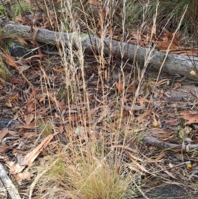 Austrostipa scabra (Corkscrew Grass, Slender Speargrass) at Fadden, ACT - 14 Mar 2023 by LPadg
