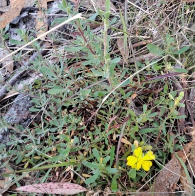 Hibbertia obtusifolia (Grey Guinea-flower) at Wanniassa Hill - 14 Mar 2023 by LPadg