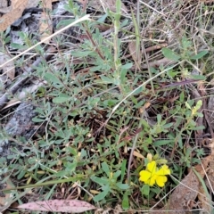 Hibbertia obtusifolia (Grey Guinea-flower) at Fadden, ACT - 14 Mar 2023 by LPadg