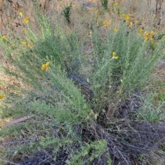 Chrysocephalum semipapposum (Clustered Everlasting) at Fadden, ACT - 15 Mar 2023 by LPadg