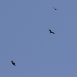 Aquila audax at Tharwa, ACT - 14 Mar 2023 11:05 AM