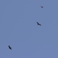 Aquila audax (Wedge-tailed Eagle) at Tharwa, ACT - 14 Mar 2023 by RodDeb