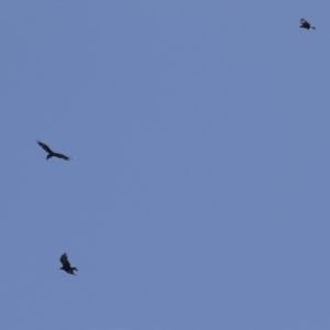 Aquila audax at Tharwa, ACT - 14 Mar 2023 11:05 AM