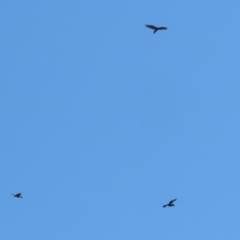 Aquila audax at Tharwa, ACT - 14 Mar 2023 11:05 AM