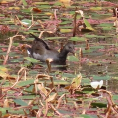 Gallinula tenebrosa (Dusky Moorhen) at Paddys River, ACT - 14 Mar 2023 by RodDeb