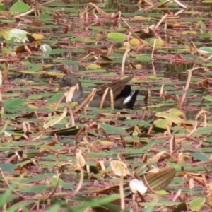 Gallinula tenebrosa at Paddys River, ACT - 14 Mar 2023