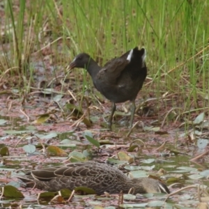 Gallinula tenebrosa at Paddys River, ACT - 14 Mar 2023