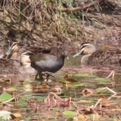 Gallinula tenebrosa at Paddys River, ACT - 14 Mar 2023