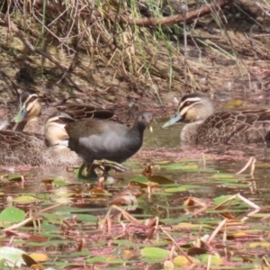 Gallinula tenebrosa at Paddys River, ACT - 14 Mar 2023