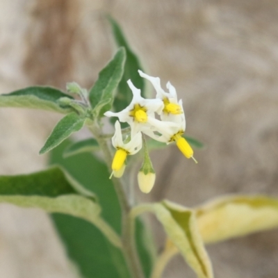 Solanum chenopodioides (Whitetip Nightshade) at Paddys River, ACT - 14 Mar 2023 by RodDeb