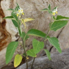 Solanum chenopodioides at Paddys River, ACT - 14 Mar 2023