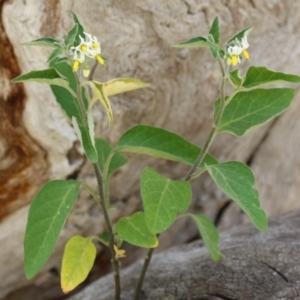 Solanum chenopodioides at Paddys River, ACT - 14 Mar 2023