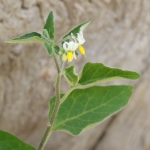 Solanum chenopodioides at Paddys River, ACT - 14 Mar 2023