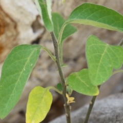 Solanum chenopodioides at Paddys River, ACT - 14 Mar 2023