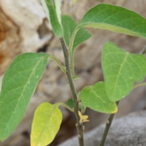 Solanum chenopodioides at Paddys River, ACT - 14 Mar 2023