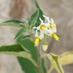 Solanum chenopodioides at Paddys River, ACT - 14 Mar 2023