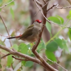 Neochmia temporalis at Paddys River, ACT - 14 Mar 2023