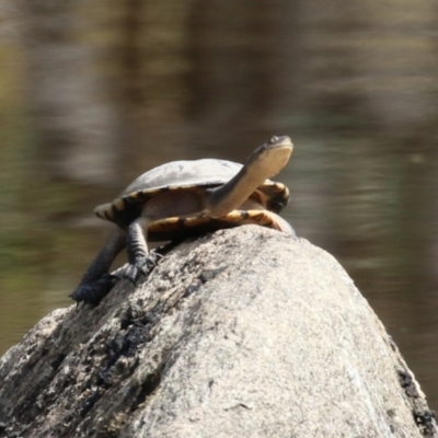 Chelodina longicollis (Eastern Long-necked Turtle) at Namadgi National Park - 14 Mar 2023 by RodDeb