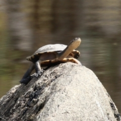 Chelodina longicollis (Eastern Long-necked Turtle) at Paddys River, ACT - 14 Mar 2023 by RodDeb