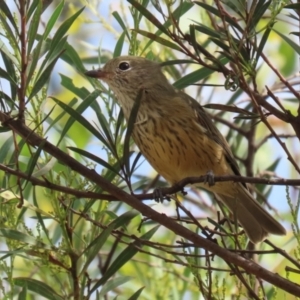 Pachycephala rufiventris at Paddys River, ACT - 14 Mar 2023