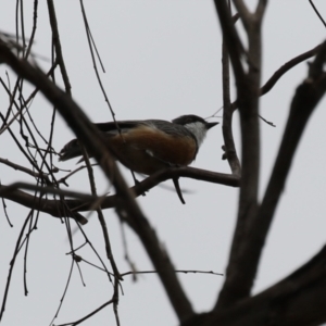 Pachycephala rufiventris at Paddys River, ACT - 14 Mar 2023