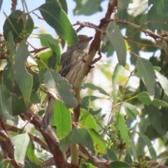 Pachycephala rufiventris at Paddys River, ACT - 14 Mar 2023