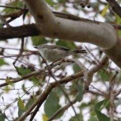 Gerygone fusca (Western Gerygone) at Paddys River, ACT - 14 Mar 2023 by RodDeb