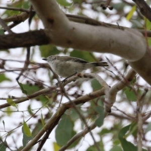 Gerygone fusca at Paddys River, ACT - 14 Mar 2023