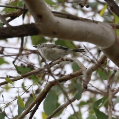 Gerygone fusca (Western Gerygone) at Paddys River, ACT - 14 Mar 2023 by RodDeb