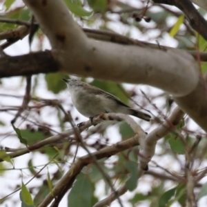 Gerygone fusca at Paddys River, ACT - 14 Mar 2023