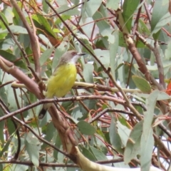 Gerygone olivacea (White-throated Gerygone) at Namadgi National Park - 14 Mar 2023 by RodDeb