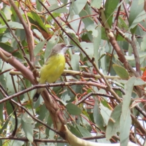 Gerygone olivacea at Paddys River, ACT - 14 Mar 2023 12:17 PM